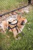 Pet Life 'Teddy Tails' Dual-Pocketed Compartmental Animated Dog Harness Backpack